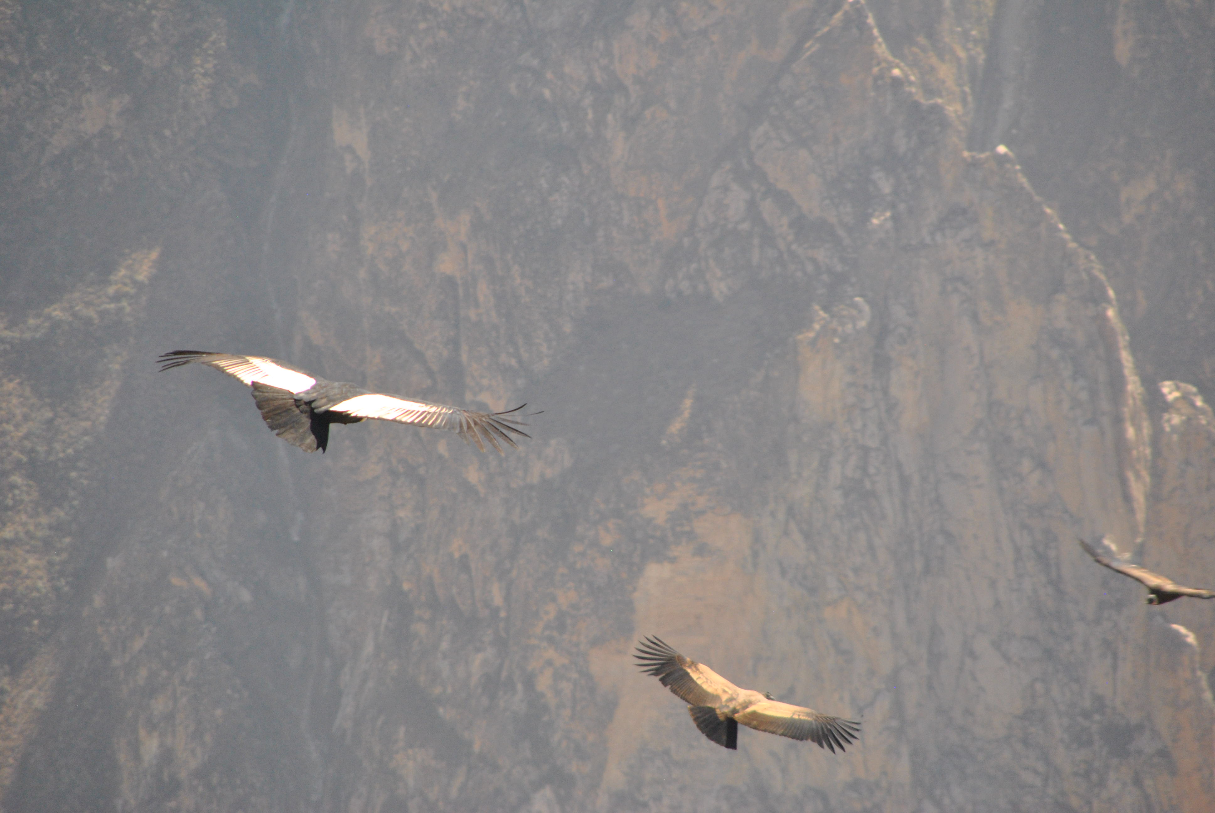 condors in peru