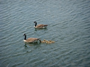 A family of geese taking a swim
