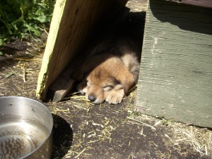 HUSKY PUPPY!