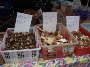 Mushrooms galore