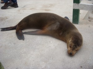 Don't step on the sea lion!