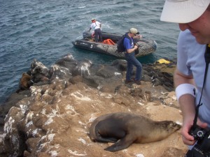 Getting off the zodiac and stepping around a sea lion