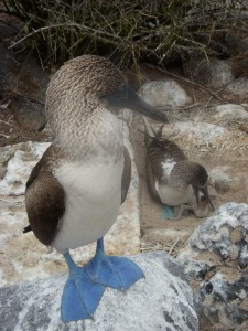 A happy family of boobies