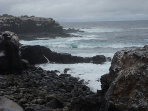 Birds flying off the cliffs