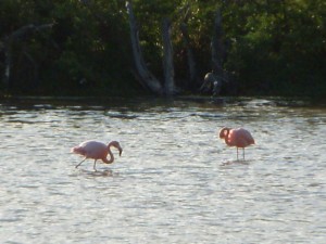 Pink flamingos in the distance