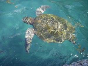 Sea turtle swimming next to our zodiac
