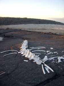 Whale bones