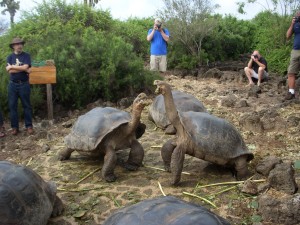 Two giant tortoises fighting over food and territory