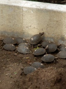 Teeny tiny baby tortoises