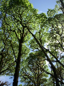 Beautifully unique scalesia trees