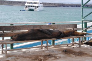 Sea lions sleeping on the dock