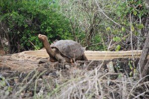 Lonesome George