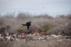 Frigate bird coming in for a landing over the dry landscape
