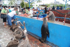 Pelicans and sea lions crowding the fish market