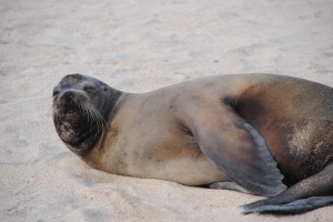 Sea lion bidding us good night