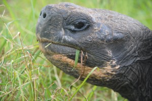 They look prehistoric, or like aliens