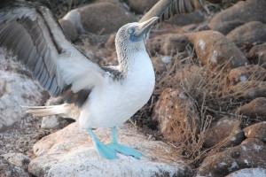 Blue footed boobie