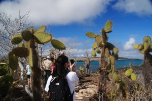 Giant prickly pear cactuses