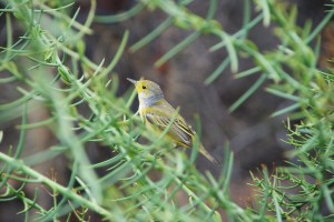 Tiny yellow warbler