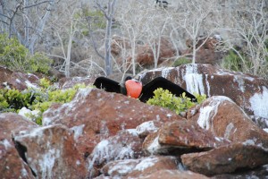 Male frigate bird with his pouch inflated ready to attract the females