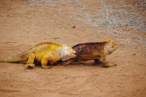 Land iguanas viciously fighting over territory