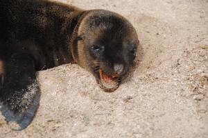 Adorable sea lion pup