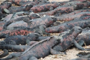 Big pile of marine iguanas
