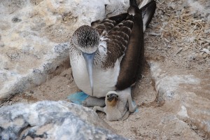 There's another baby boobie under there as well that's hidden from view