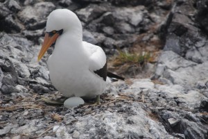 Nazca booby sitting on an egg