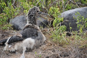 Freaky looking waved albatross chick