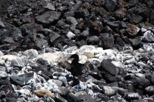 Flightless cormorant spreading its wings