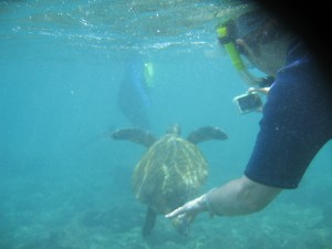 Our first encounter with a sea turtle
