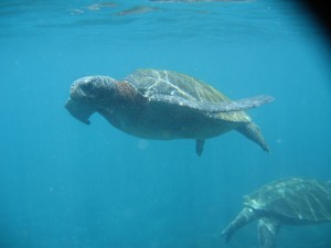 More underwater turtle shots