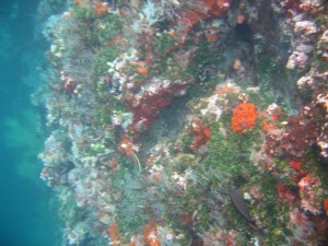 Colorful underwater universe