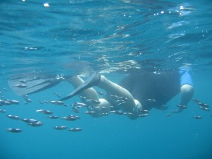 Not a shark but still a pretty cool pic