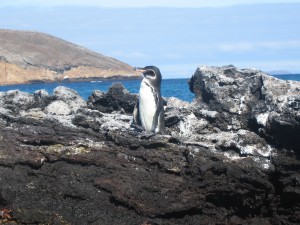 Galapagos penguin just chillin' on the rocks