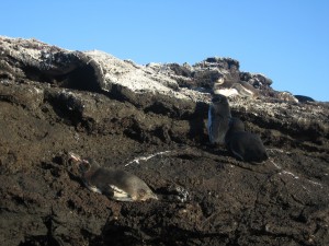Penguins just hanging out in the sun