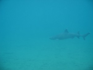 White tipped reef shark