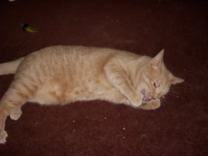 Stewie chewing up his toy mousie