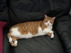 Rupert winking at the camera