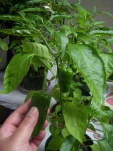 Picking out a few padron peppers to cook up