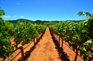 Rows of grapes