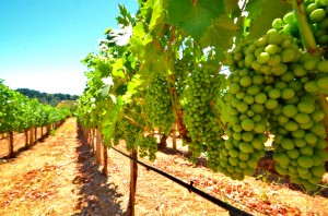 Ripening on the vine