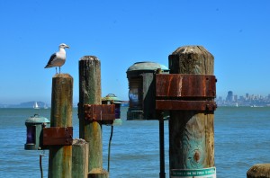 Seagull admiring the view of SF in the background